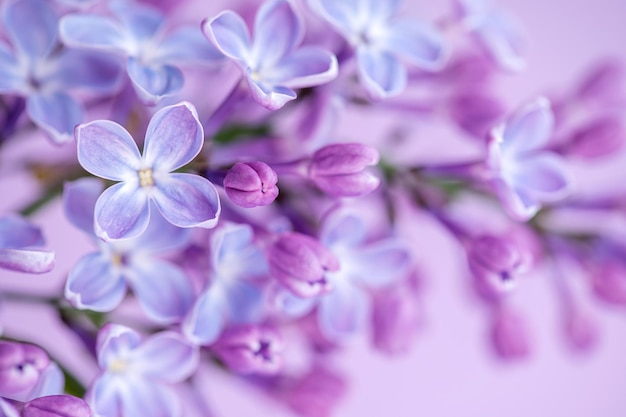 Lindas flores lilás ramificam em um foco seletivo suave de fundo natural