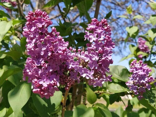 Lindas flores lilás ramificam em um fundo verde fundo de primavera natural foco seletivo suave Foto de alta qualidade