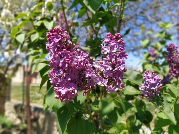 Lindas flores lilás ramificam em um fundo verde fundo de primavera natural foco seletivo suave Foto de alta qualidade