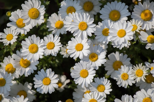 Lindas flores margaridas como plano de fundo