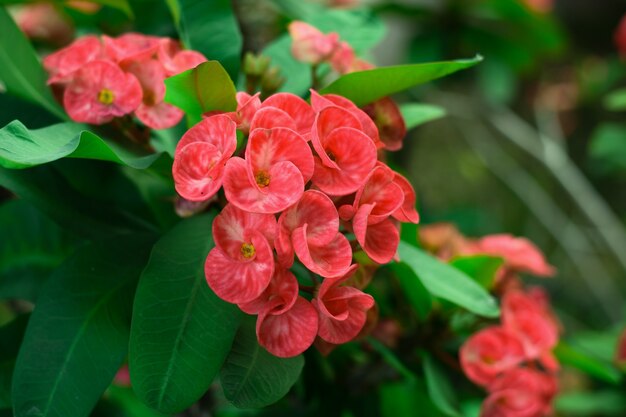 Lindas flores na casa.