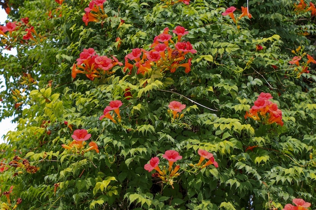 Lindas flores na natureza