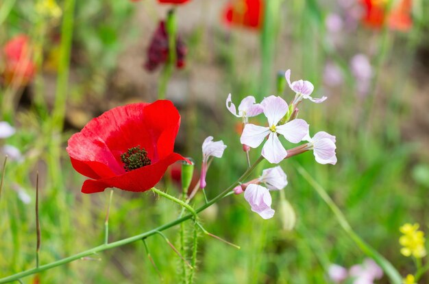 Lindas flores na primavera em israel close-up