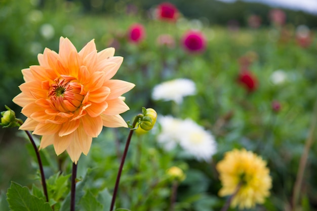 Lindas flores na primavera