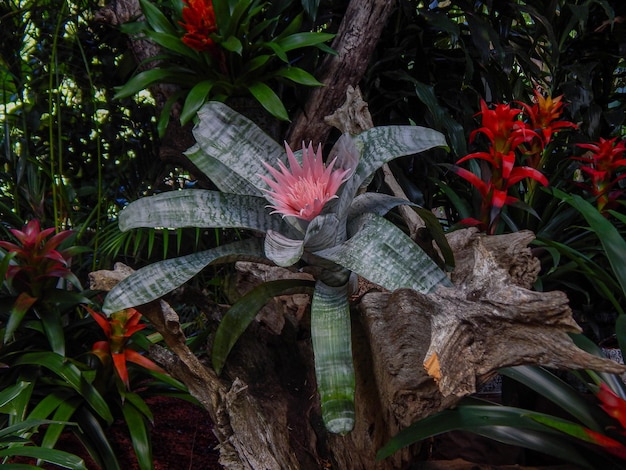 Lindas flores naturais no jardim