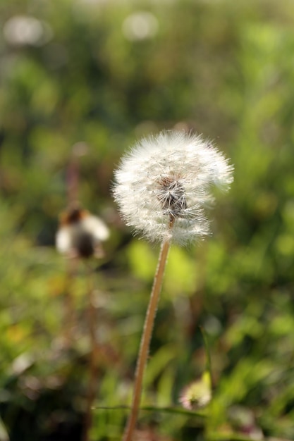 Lindas flores no campo