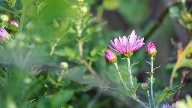 Lindas flores no inverno é proeminente e claro.