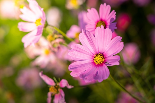 Lindas flores no jardim. Fundo de natureza.