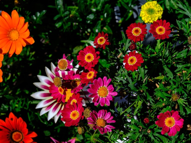 lindas flores no jardim