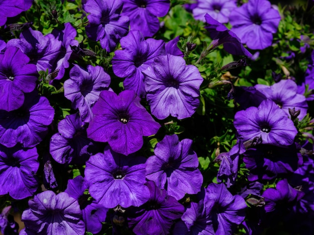 lindas flores no jardim