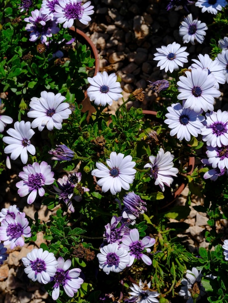 lindas flores no jardim