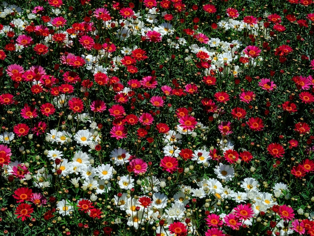 lindas flores no jardim