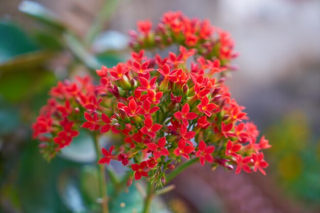 Lindas flores no jardim