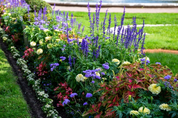 lindas flores no jardim