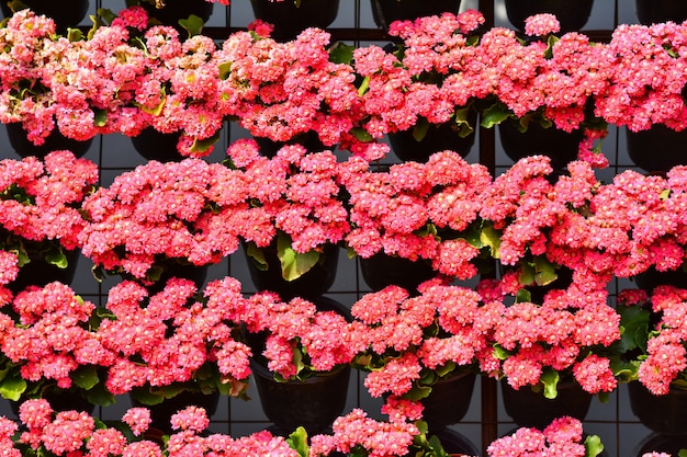 Lindas flores no jardim.