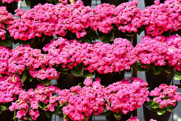 Lindas flores no jardim.