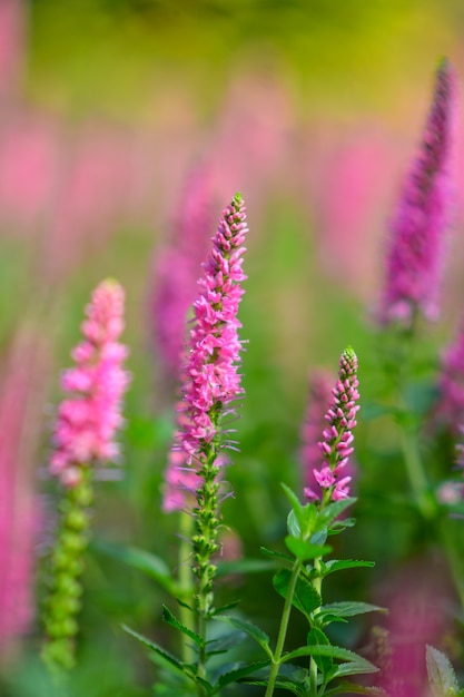 Lindas flores no jardim.