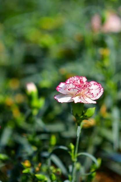 Lindas flores no jardim.