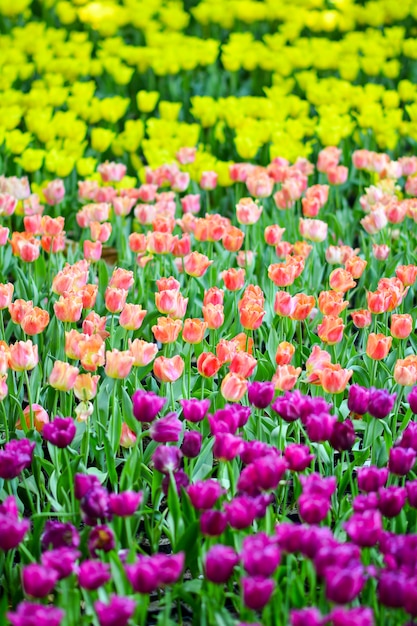 Lindas flores no jardim.