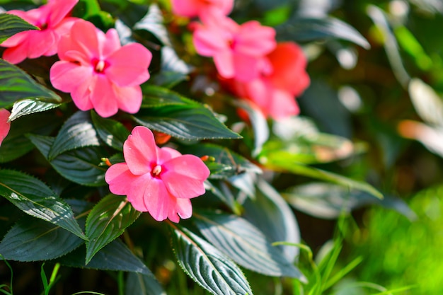 Lindas flores no jardim.