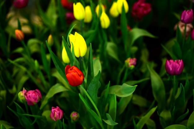 Lindas flores no jardim