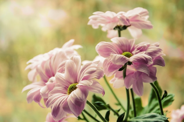 Lindas flores no jardim