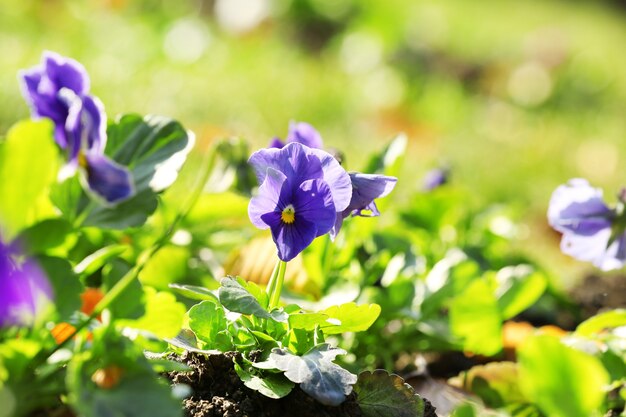 Lindas flores no jardim