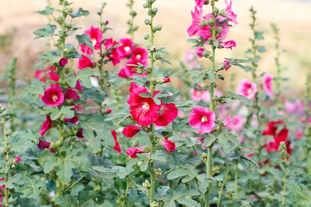 Lindas flores no jardim