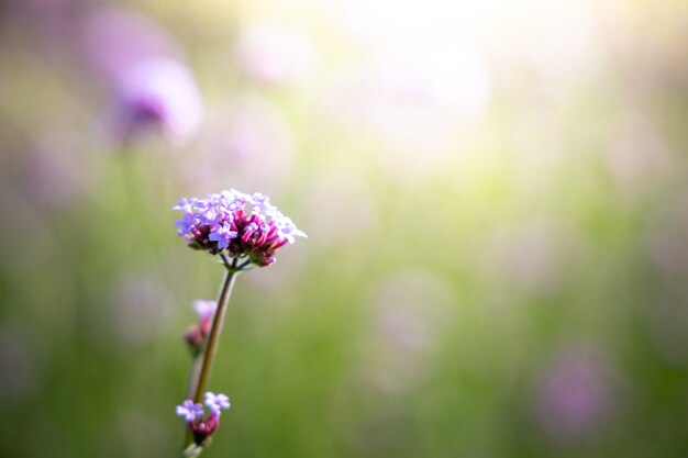 Lindas flores no jardim