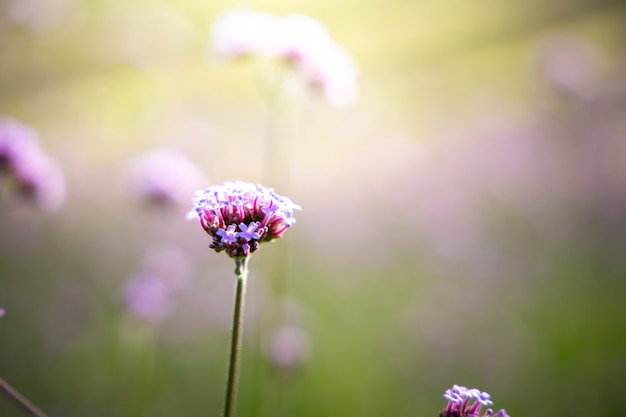 Lindas flores no jardim