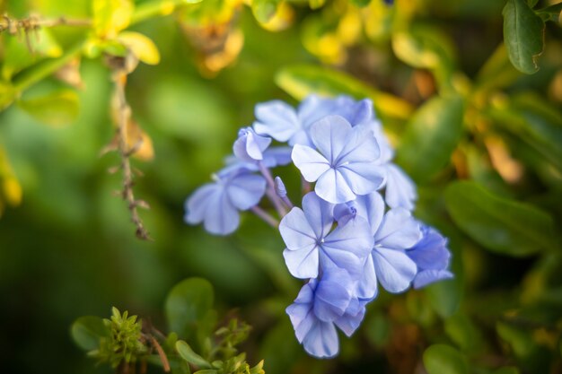 Lindas flores no jardim