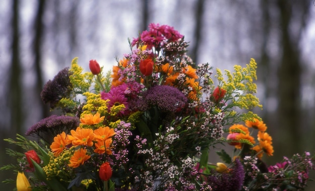 lindas flores no jardim