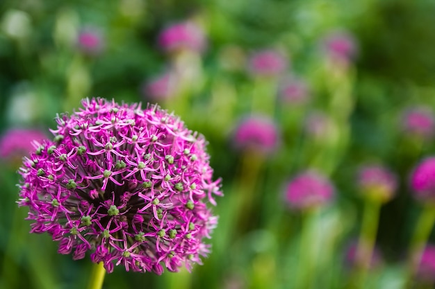 Lindas flores no parque no fundo da natureza