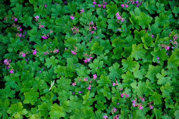 Lindas flores no parque Sofiyivka