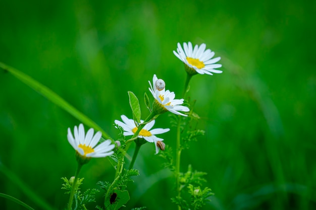 Foto lindas flores no parque