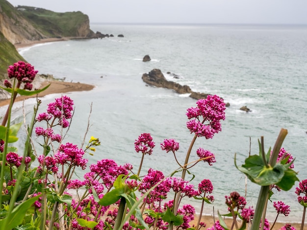 Lindas flores no penhasco na porta Durdle e arredores ao longo da costa em Dorset Inglaterra