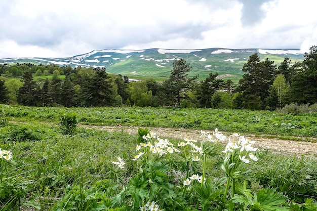 Lindas flores no planalto do Lago Naki Adygea Cáucaso Mountains