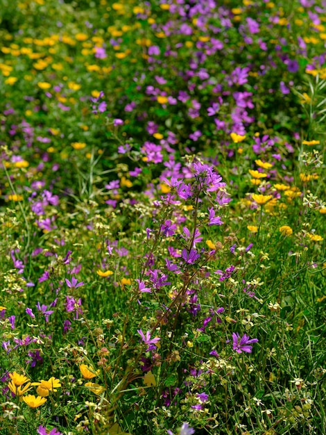 Lindas flores no verão