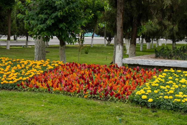 Lindas flores nos jardins