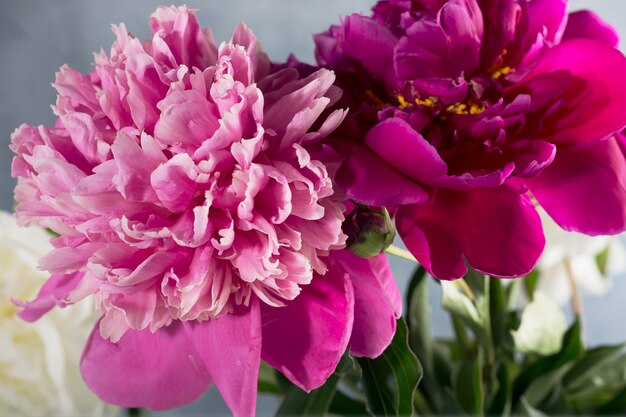 Lindas flores peônias brancas, roxas e rosa