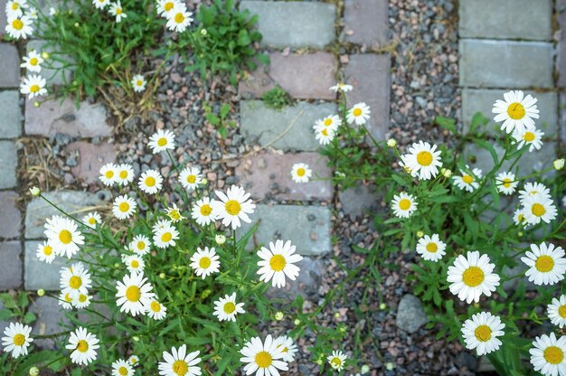 Lindas flores pequenas crescem no caminho de pedra no jardim no pátio da vila