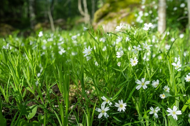 Lindas flores pequenas florescem na grama verde contra o pano de fundo da floresta