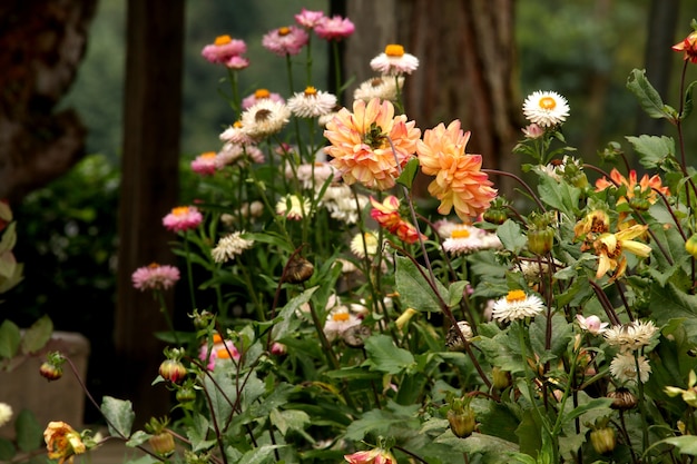 lindas flores pequenas