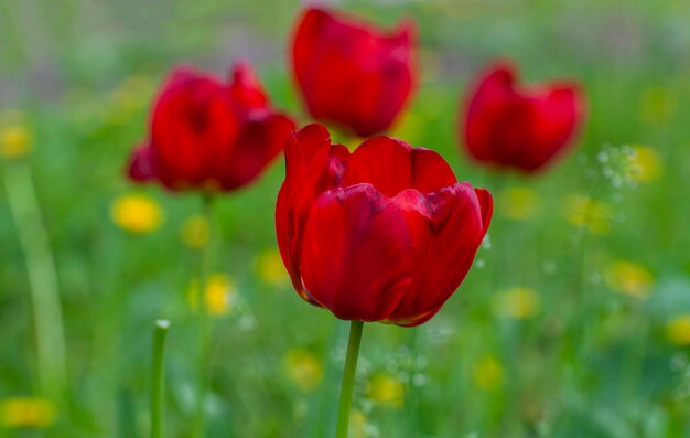 Lindas flores, plantas, tulipas no campo em flor