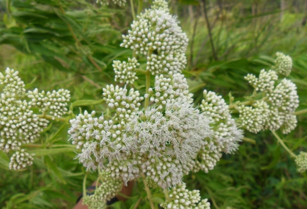 Lindas flores que crescem nas terras altas ao pé da montanha