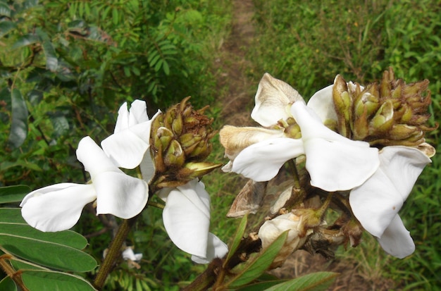 Lindas flores que crescem nas terras altas ao pé da montanha