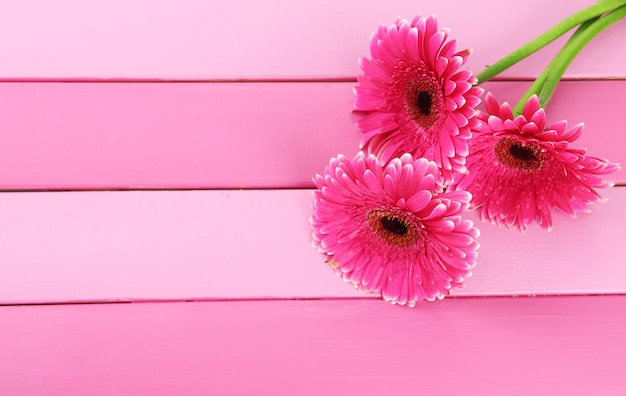 Foto lindas flores rosa gerbera na mesa de madeira roxa