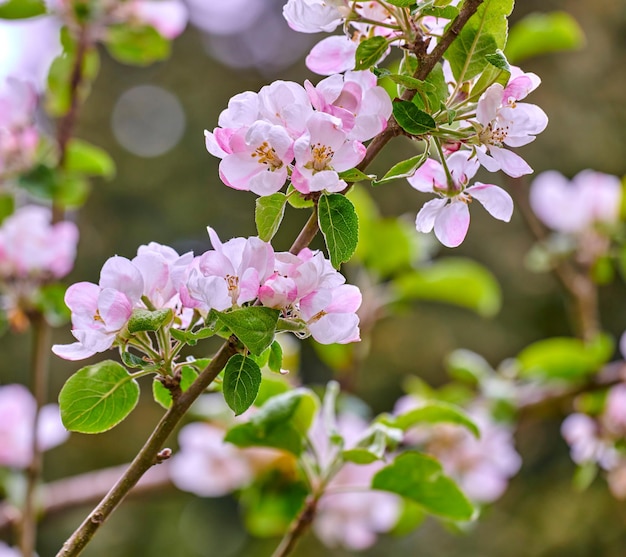 Lindas flores rosa Malus Spectabilis florescendo em um galho de árvore ao ar livre na natureza em um dia de primavera Plantas brilhantes e vibrantes florescem em uma floresta durante o verão Folhagem colorida crescendo em árvores