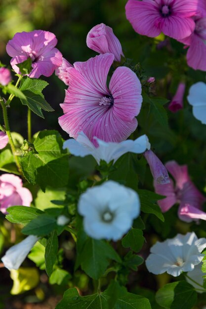 Lindas flores rosa petúnia no jardim. Vertical.