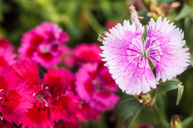 Lindas flores rosa